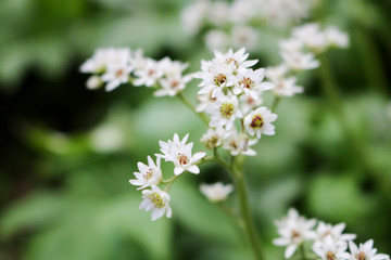 Flowers I walked around in spring