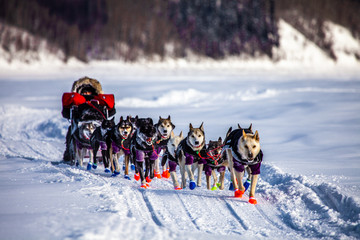 Iditarod, Sled-dogs on the Yukon River © Troy