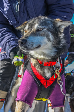 Iditarod, Sled-Dog, Getting Ready to Race.