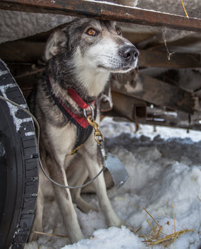 ditarod, Sled-dog Getting Ready to Race.