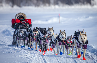 Iditarod Musher © Troy