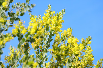 かわいいミモザ