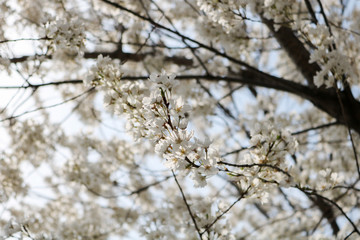 Flowers I walked around in spring