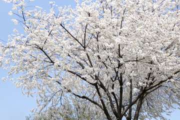 Flowers I walked around in spring