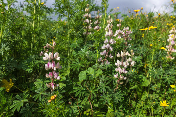Fototapeta premium Blooming pink Lupine Flowers Among Green Leaves close up