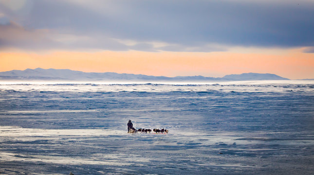 Iditarod Musher