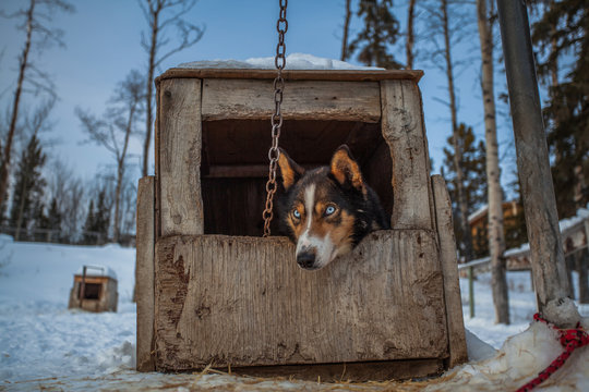 Sled-Dog, Resting and Looking Right at You.