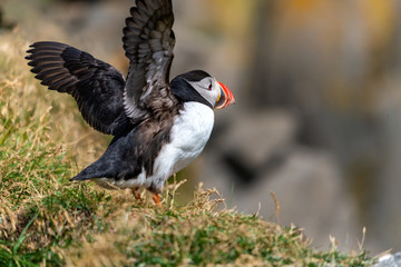 The Atlantic puffin, also known as the common puffin
