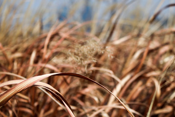 Reed and brown in Seonyudo