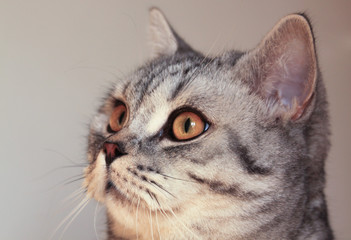 Grey cat head portrait on white background