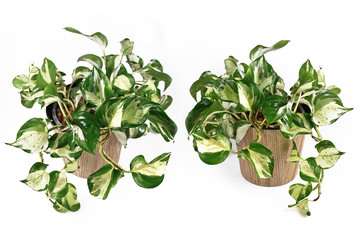 'Manjula' Pothos, a tropical house plant, also called 'Happy Leaves', in natural flower pot from...