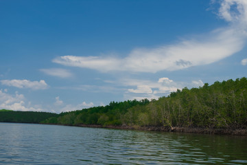 Mangrove tree forests in Thailand.