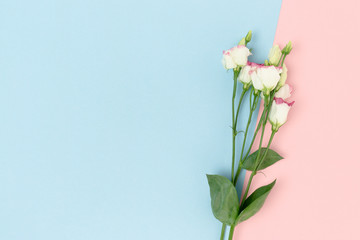 Eustoma flowers on a pink and blue pastel background. Floral composition with place for text.