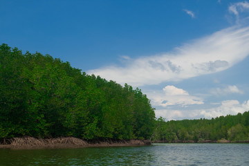 mangrove forest in island of paradise of Koh Yao Yai, Phang Nga, Thailand