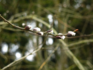 sprig of willow blossoms in the spring with a fluffy Bud