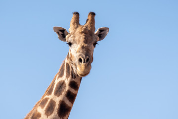 Giraffe Portrait