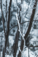 Frost tree in the middle of nowhere