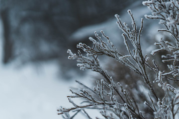 Frost tree in the middle of nowhere
