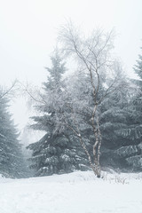 Foggy and snowy landscape, CZ