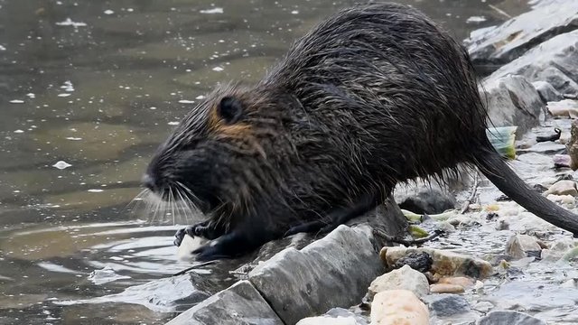 Ein Nutria wird beim Fressen von einem vorbeischwimmenden Artgenossen gest&ouml;rt (Atmo)