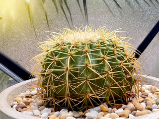 Cactus photos in greenhouse Botanical Gardens. background