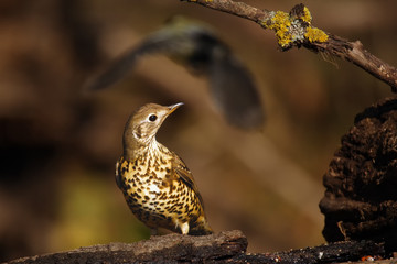 The mistle thrush (Turdus viscivorus) sitting on the shore of a small lake. In the background another songbird bird.