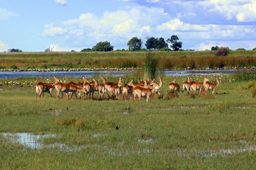 Lechwe (Kobus leche) or South Lechwe, a herd at the reservoir.Okavango River Delta landscape.