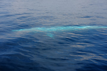 Naklejka premium white whale underwater in the Indian ocean close-up