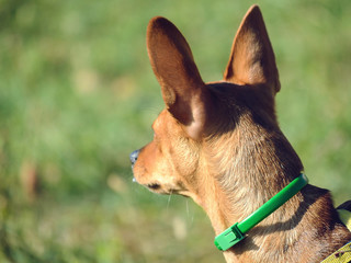 dwarf Pinscher