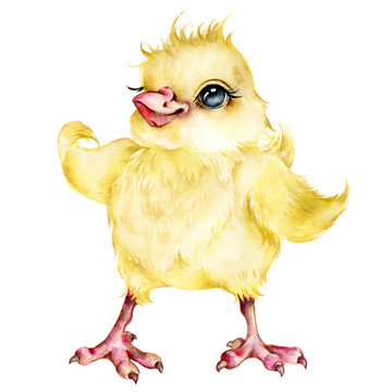 Cute chick. Watercolor illustration on a white background. Easter card, poster for the nursery.