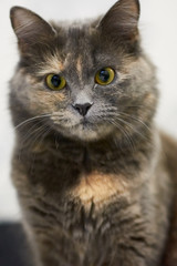 Big fluffy cat on a white background