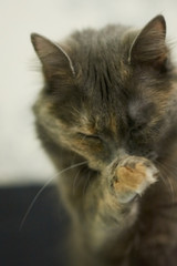 Big fluffy cat on a white background