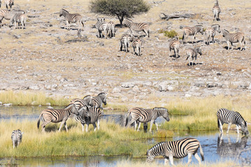 Fototapeta na wymiar Zebras at Etosha National Park, Namibia