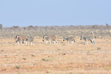 Obraz na płótnie Canvas Zebras at Etosha National Park, Namibia