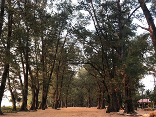 Obraz premium Thailand Conifer Forest