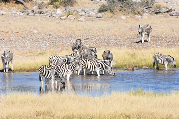 Fototapeta na wymiar Zebras at Etosha National Park, Namibia