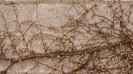Abstract leaves wall