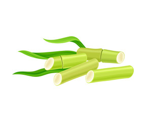 Green Sticks of Sugarcane Plant Isolated on White Background Vector Illustration