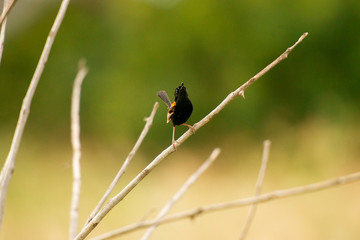 Red-backed Fairywren bird also known as Malurus melanocephalus