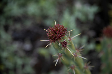 Close-up shot of Buckhorn Cholla cactus variant with spiky organelle.