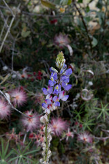Lupine Flowers in the Desert