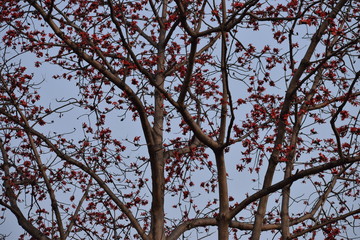 red tree in autumn with red flowers