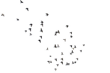 Flocks of flying pigeons isolated on white background. Save with clipping path.