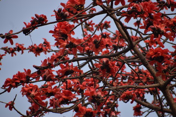 red tree in autumn with red flowers