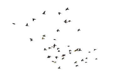 Flocks of flying pigeons isolated on white background. Save with clipping path.