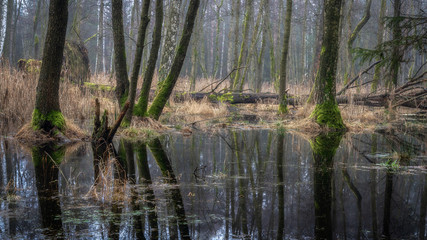 The fallen tree - Der umgestürzte Baum