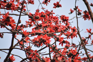 red tree in autumn with red flowers