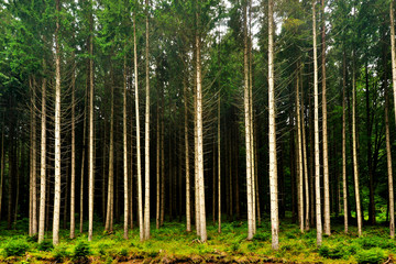 Fototapeta na wymiar landscape in a pine forest