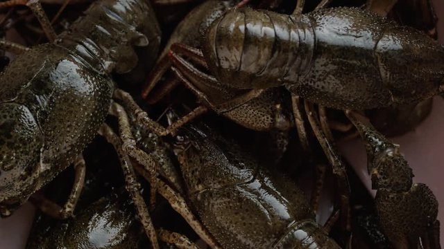 The European crayfish (Astacus astacus), noble crayfish, or broad-fingered crayfish, is the most common species of crayfish in Europe, and a traditional food source.