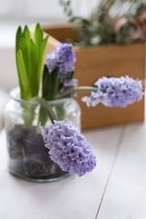 Flowers composition with lilac and pink hyacinths. Spring flowers in vase on white background.